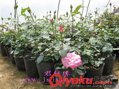 【君軒緣玫瑰】專業(yè)批發(fā)玫瑰月季 盆栽鮮切花   盆栽基地直銷原始圖片2