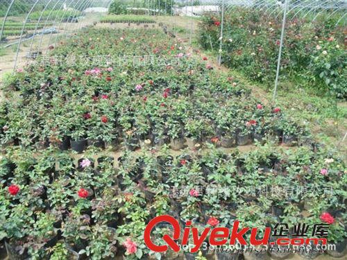 【君軒緣花卉】提供各種月季盆栽 植物花卉 蘇州花卉基地批發原始圖片3