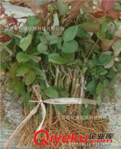 【君軒緣玫瑰】提供嫁接玫瑰苗 玫瑰盆景盆花 花卉{zd1}價批發(fā)原始圖片3