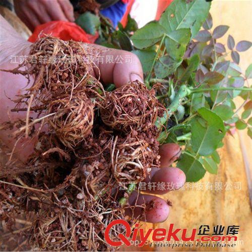 【君軒緣玫瑰】提供品種月季花 嫁接月季花苗基地批發(fā)團(tuán)購(gòu)