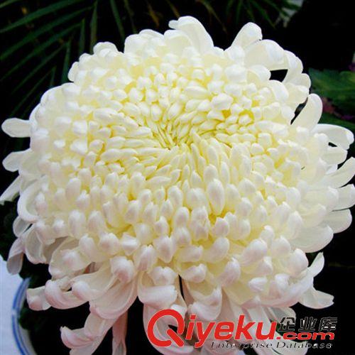 【君軒緣花卉】提供鮮切花卉 各種花卉定做/批發(fā)清明黃菊花花卉原始圖片2