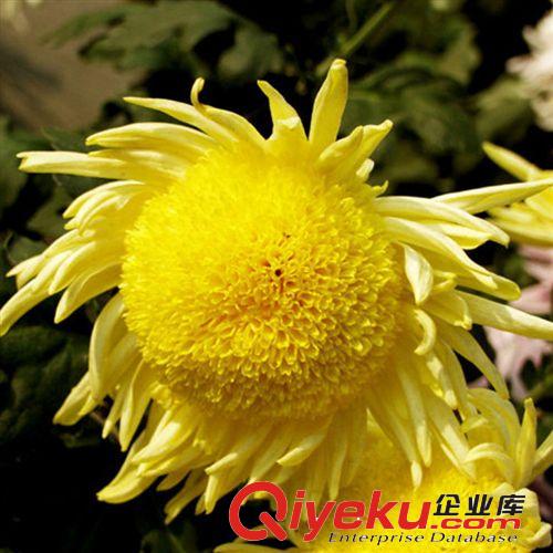 【君軒緣花卉】提供鮮切花卉 各種花卉定做/批發(fā)清明黃菊花花卉原始圖片3