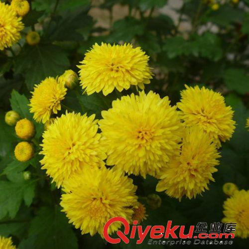 【君軒緣花卉】提供各種菊花鮮切花 蘇州菊花鮮切花批發{zd1}價