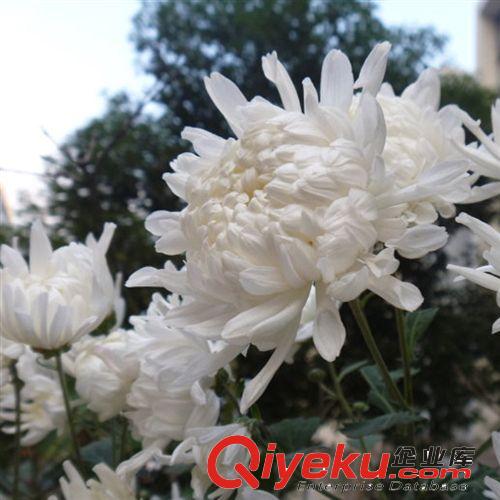 【君軒緣花卉】提供各種菊花鮮切花 蘇州菊花鮮切花批發{zd1}價