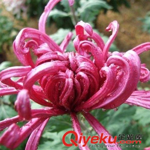 【君軒緣花卉】提供各種菊花鮮切花 蘇州菊花鮮切花批發{zd1}價