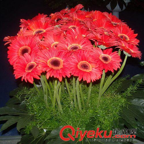 【君軒緣花卉】非洲菊/扶朗擺飾裝飾花 蘇州花卉鮮花批發支持混批