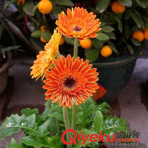 【君軒緣花卉】非洲菊/扶朗擺飾裝飾花 蘇州花卉鮮花批發支持混批