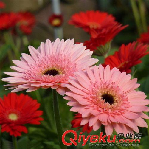 【君軒緣花卉】供應各種非洲菊鮮切花qgcdj扶朗種植基地直銷