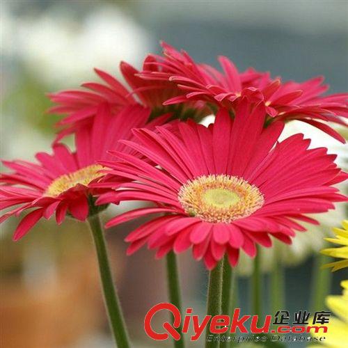 【君軒緣花卉】蘇州花卉基地批發各種非洲菊扶朗 清明節鮮花批發