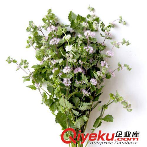 【君軒緣花草】提供各種玫瑰花草定做/批發裝飾紅玫瑰花草