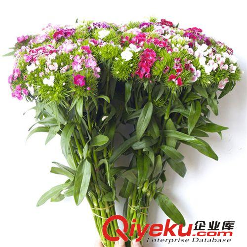 【君軒緣花草】提供各種玫瑰花草定做/批發婚慶紅玫瑰花草
