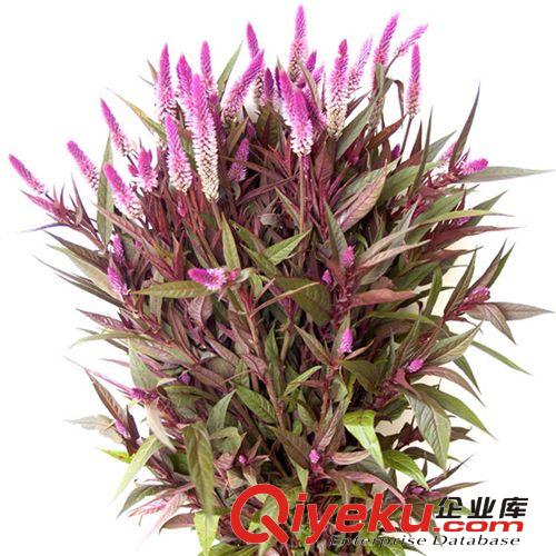 【君軒緣花草】提供各種玫瑰花草定做/批發婚慶紅玫瑰花草