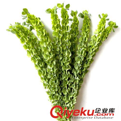 【君軒緣花草】提供各種玫瑰花草定做/批發婚慶紅玫瑰花草