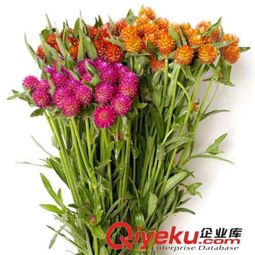 【君軒緣花草】提供各種玫瑰花草定做/批發環境裝飾花草批發