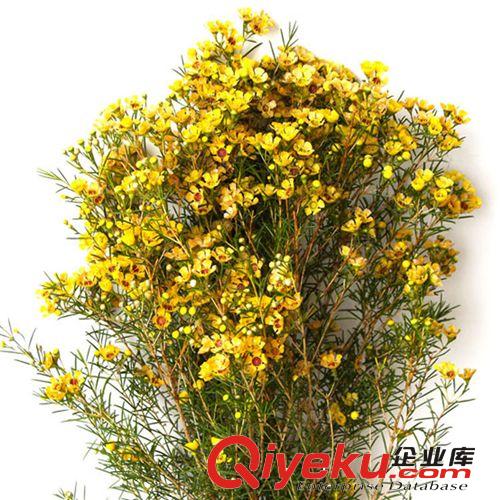 【君軒緣花草】提供各種玫瑰花草定做/批發工程裝飾花草批發