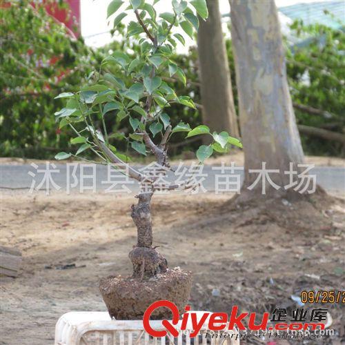 高檔花卉系列=紅梅花盆栽植物紅梅盆景紅梅樁