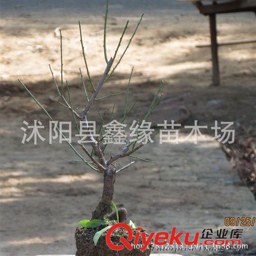 高檔花卉系列=紅梅花盆栽植物紅梅盆景紅梅樁原始圖片2