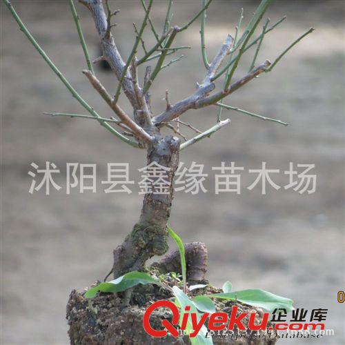高檔花卉系列=紅梅花盆栽植物紅梅盆景紅梅樁原始圖片3