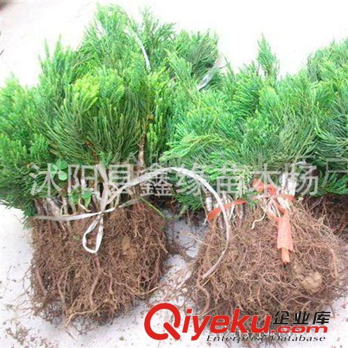 高檔花卉系列=紅梅花盆栽植物紅梅盆景紅梅樁