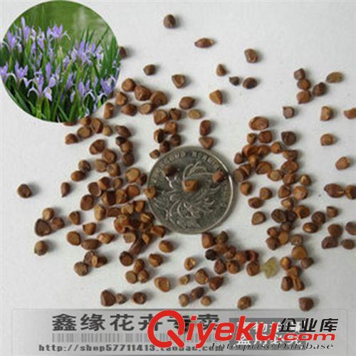 馬蘭種子/馬蓮花種子/馬蓮種子/馬藺種子/蝴蝶花種子