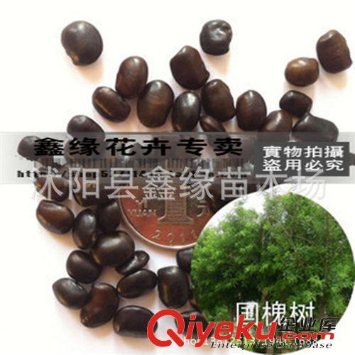 新采林木種子國槐種子/白槐樹種子/細葉槐/家槐種子凈種