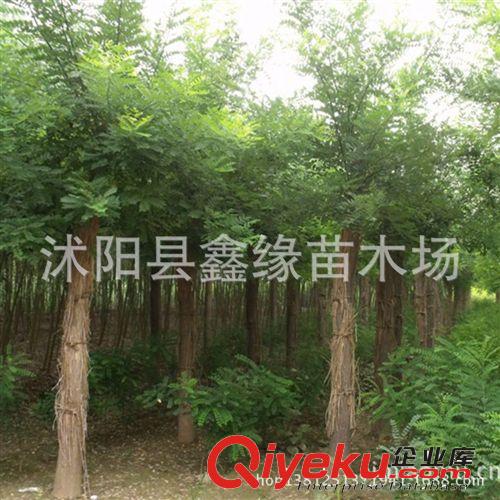 新采林木種子國槐種子/白槐樹種子/細葉槐/家槐種子凈種