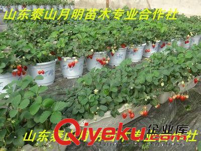 供應(yīng)當(dāng)年結(jié)果盆栽草莓苗【甜寶】果樹苗 四季結(jié)果 甜寶草莓苗批發(fā)
