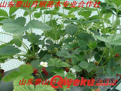 供應(yīng)當(dāng)年結(jié)果盆栽草莓苗【甜寶】果樹苗 四季結(jié)果 甜寶草莓苗批發(fā)