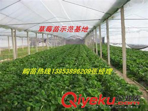 供應(yīng)當(dāng)年結(jié)果盆栽草莓苗【甜寶】果樹苗 四季結(jié)果 甜寶草莓苗批發(fā)
