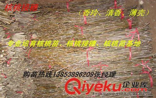 直銷果樹苗木核桃樹 核桃樹苗 核桃接穗基地 山東核桃樹價格{zd1}原始圖片3
