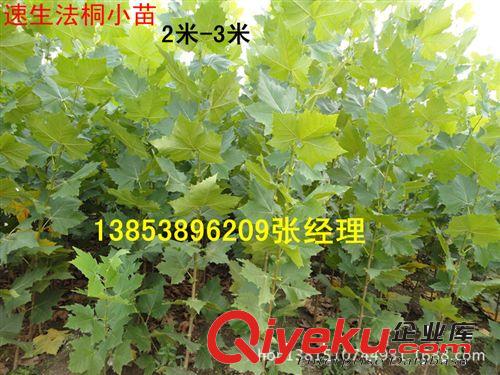 大量供應(yīng)果樹苗木#綠化苗木&優(yōu)質(zhì)果樹苗木基地#山東綠化苗木批發(fā)原始圖片3