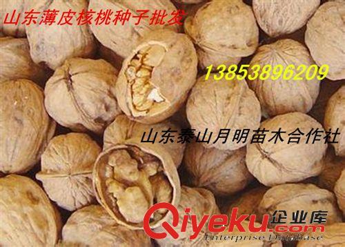 直銷桃樹樹苗 果樹苗 當年結果的桃樹苗 優質豐產耐運個大桃苗批