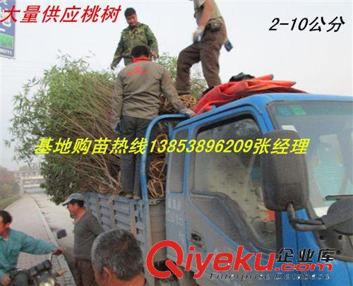 基地特賣香椿苗 香椿樹苗 山東泰安香椿苗正在火爆熱購中