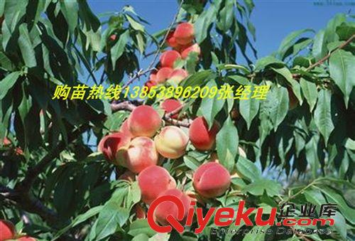 基地直銷桃苗 桃樹苗 早熟油桃苗 13853896209原始圖片2