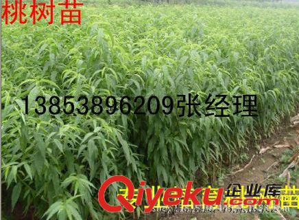 基地直銷桃苗 桃樹苗 早熟油桃苗 13853896209原始圖片3
