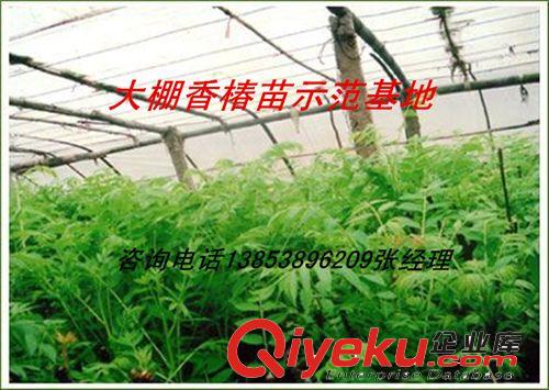 基地特賣香椿苗 香椿樹苗 山東泰安香椿苗正在火爆熱購中