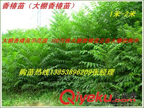基地特賣香椿苗 香椿樹苗 山東泰安香椿苗正在火爆熱購中原始圖片2