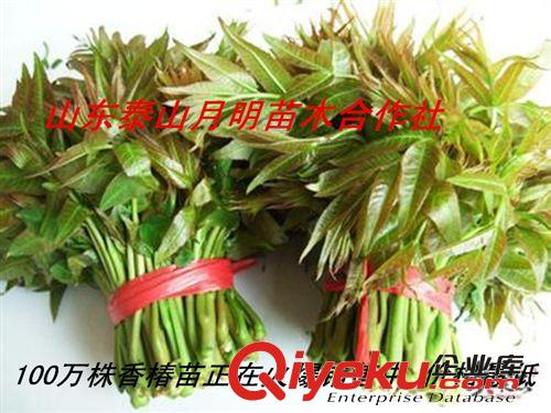 基地特賣香椿苗 香椿樹苗 山東泰安香椿苗正在火爆熱購中原始圖片3