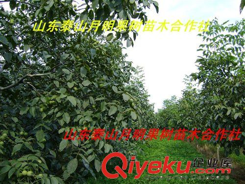 供應山東板栗苗 華豐板栗樹苗 優質豐產當年栽植當年結果板栗苗
