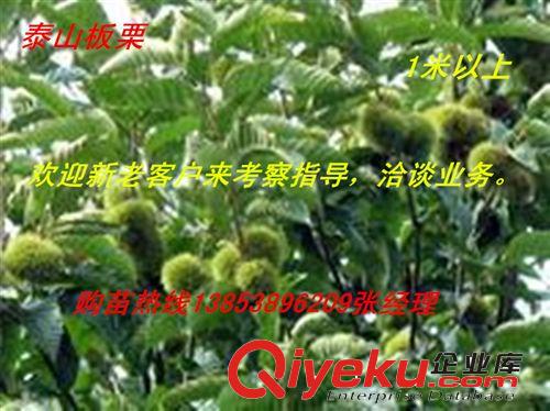 供應山東板栗苗 華豐板栗樹苗 優質豐產當年栽植當年結果板栗苗