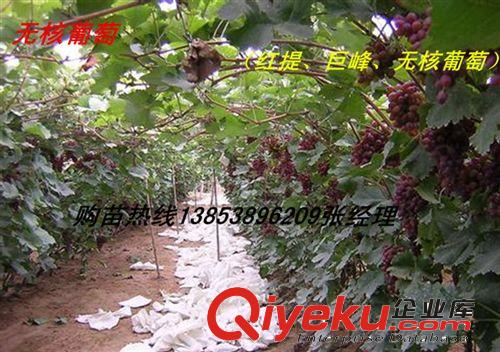 供應山東板栗苗 華豐板栗樹苗 優質豐產當年栽植當年結果板栗苗原始圖片3