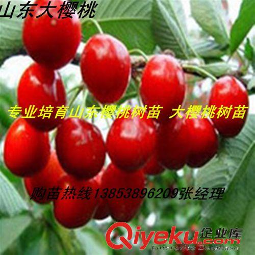 供應山東板栗苗 華豐板栗樹苗 優質豐產當年栽植當年結果板栗苗