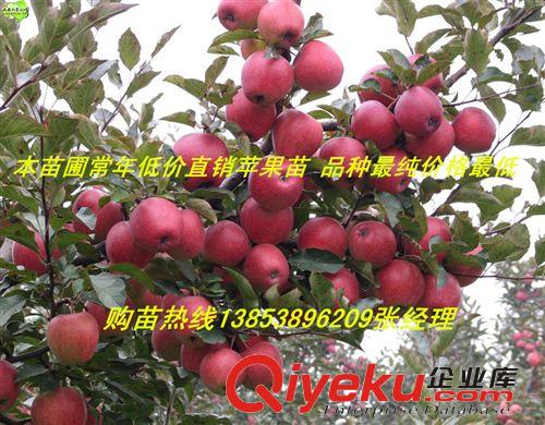 【基地tg】速生法桐 山東速生法桐基地 山東泰山速生法桐批發(fā)