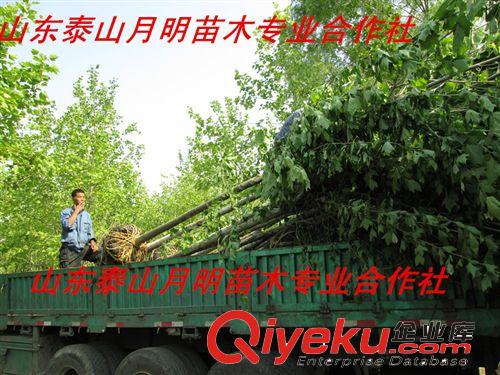 【基地tg】速生法桐 山東速生法桐基地 山東泰山速生法桐批發(fā)