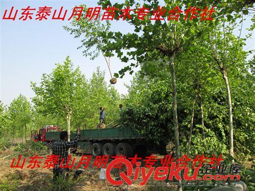 【基地tg】速生法桐 山東速生法桐基地 山東泰山速生法桐批發(fā)原始圖片3