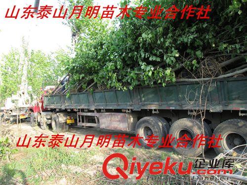 【基地tg】速生法桐 山東速生法桐基地 山東泰山速生法桐批發(fā)