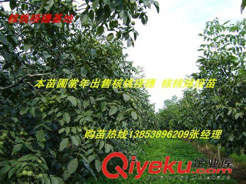 供應山東桃樹 桃樹苗 優質高產耐運桃樹 山東果樹苗桃樹批發原始圖片2