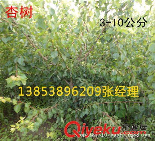 供應山東核桃樹 8518核桃樹苗 薄克核桃樹苗 早實核桃樹苗批發