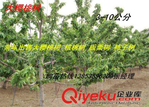 低價直銷山東杏樹 生態園杏樹 綠化苗木杏樹 建園太陽杏樹批發原始圖片3