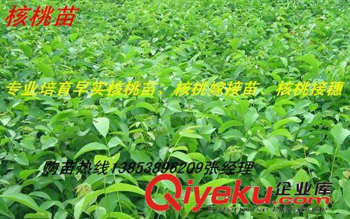 供應山東核桃樹 8518核桃樹苗 薄克核桃樹苗 早實核桃樹苗批發原始圖片2